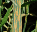 striped rust on wheat leaves